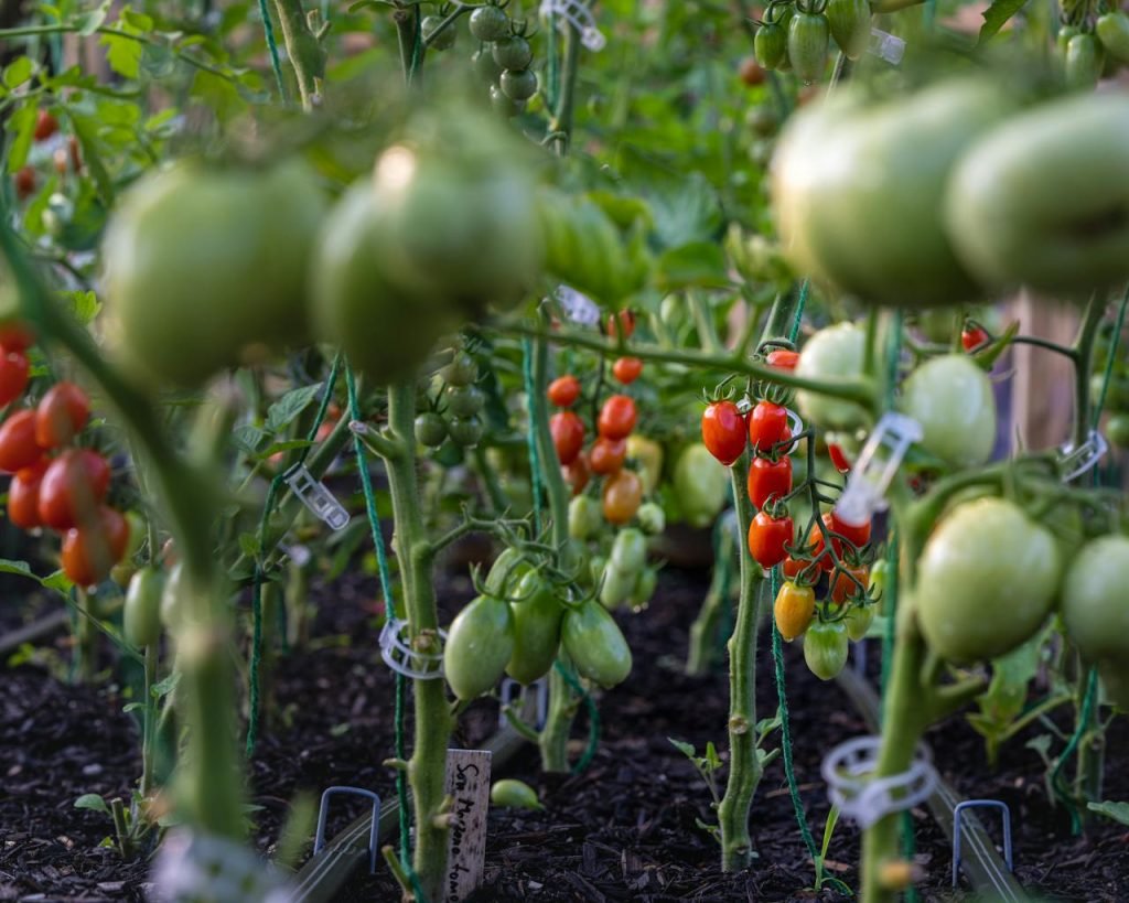 green-and-red-tomato-fruit-8911771 Close-up of ripe and unripe tomatoes growing on lush plants in a garden.